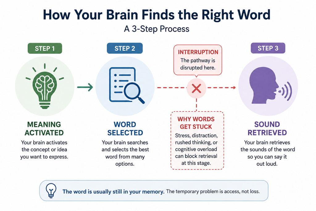 How the brain retrieves familiar words during conversation