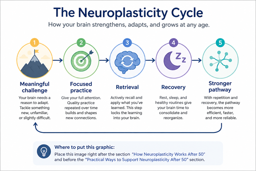 Diagram showing how challenge, focus, repetition, retrieval, and recovery support neuroplasticity