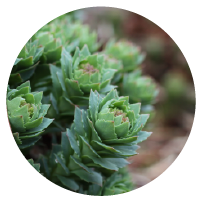 Rhodiola