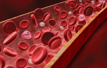 Vasodilation Increases Vital Blood Flow