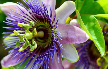 Passion Flower Herb