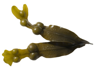 Bladderwrack