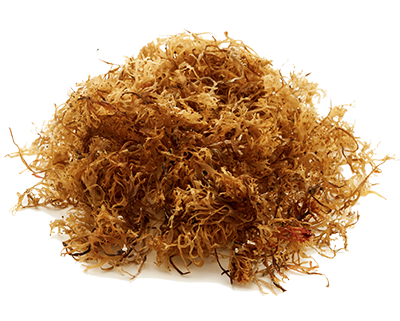 Irish Sea Moss