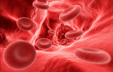 Vasodilation Increases Vital Blood Flow