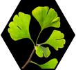 Ginkgo Biloba